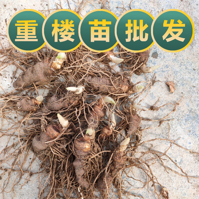 重楼苗华重楼种苗滇云南名贵中草药种植七叶一枝花苗