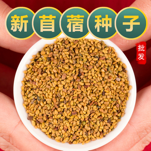 紫花苜蓿种子牧草菜籽食用苜蓿芽苗菜香草猪牛羊兔鸡鸭鹅粮饲料