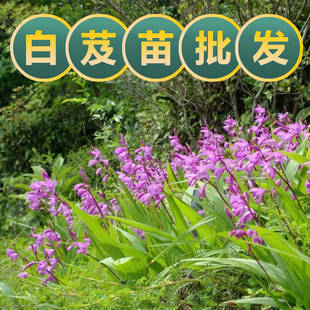白芨苗中药材观赏苗白及种苗紫兰甘根苗宿根耐寒景区绿化草药苗