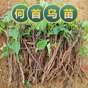 何首乌苗何首乌根茎苗种子可食用赤何首乌盆景盆栽易成活中药材