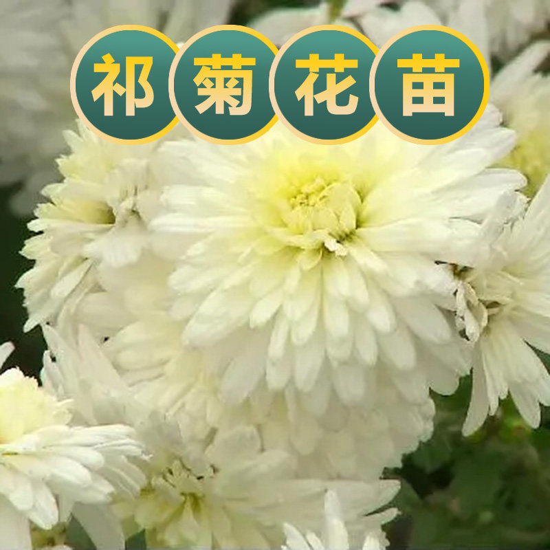 菊花苗中药材祁白菊花小苗产地直发草药苗食用泡茶四季种植易活苗