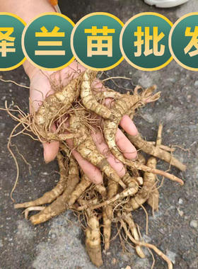 现挖中药材泽兰苗佩兰虫草参地藕苗盆栽庭院泽兰种植苗