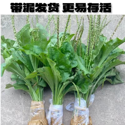 新鲜车前草苗批发车轮菜轱辘菜种子种籽苗带根四季播阳台盆栽野菜