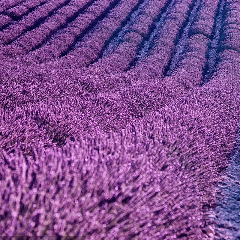 薰衣草花籽薰衣草种籽子普罗旺斯盆栽花苗种子中药材香包香薰助眠