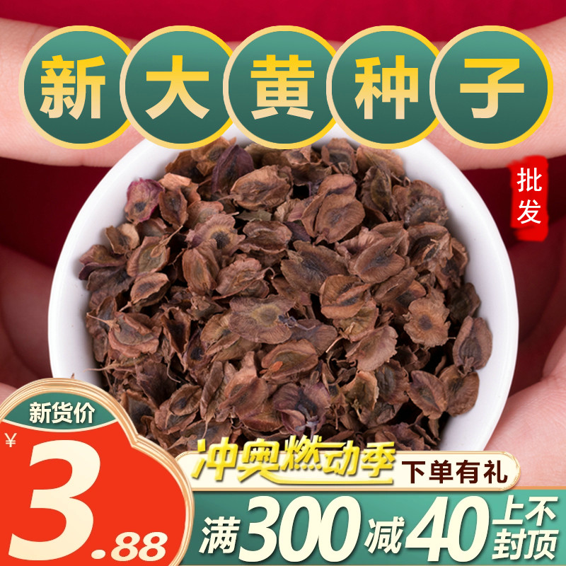 中药材马蹄大黄种子大黄种籽春阳台盆栽药材种四季种植苗