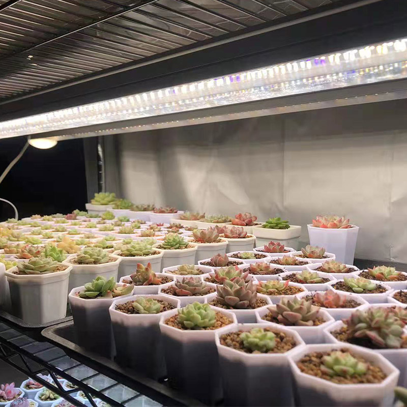 上色仿太阳家用生长多肉补光灯