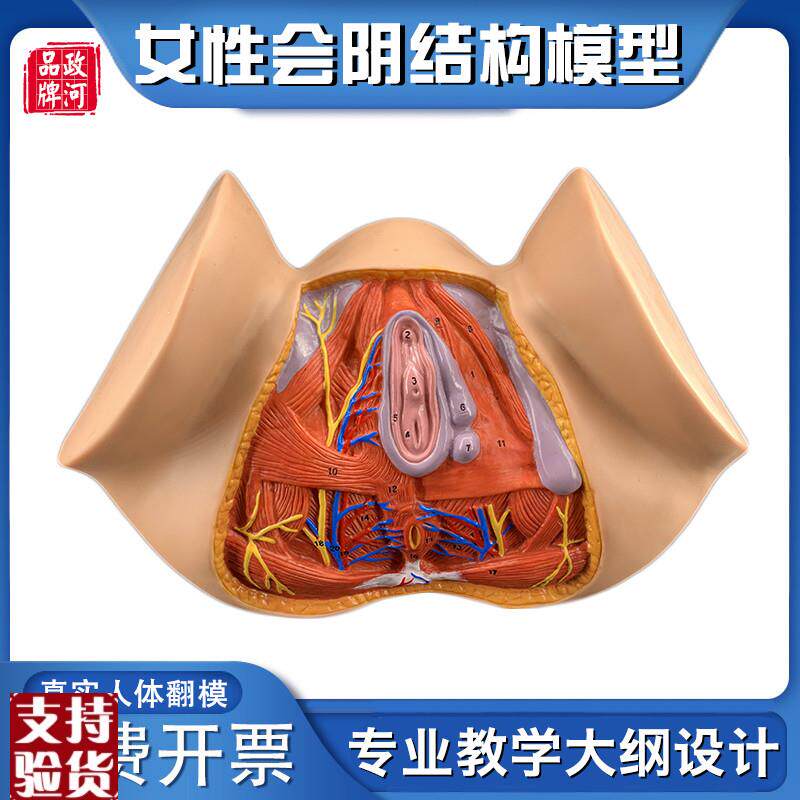 政河女性会d阴器官结构解剖模型人体生殖构造讲解医院学校教学用