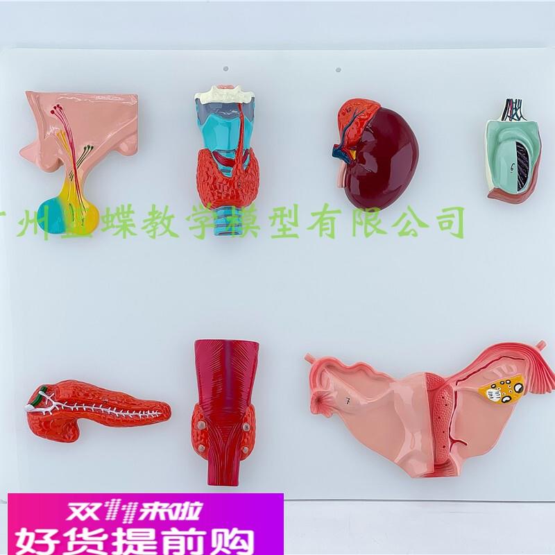 正品人体内分泌系统模型内分泌腺医学 甲状腺 肾上腺 垂体 松果体