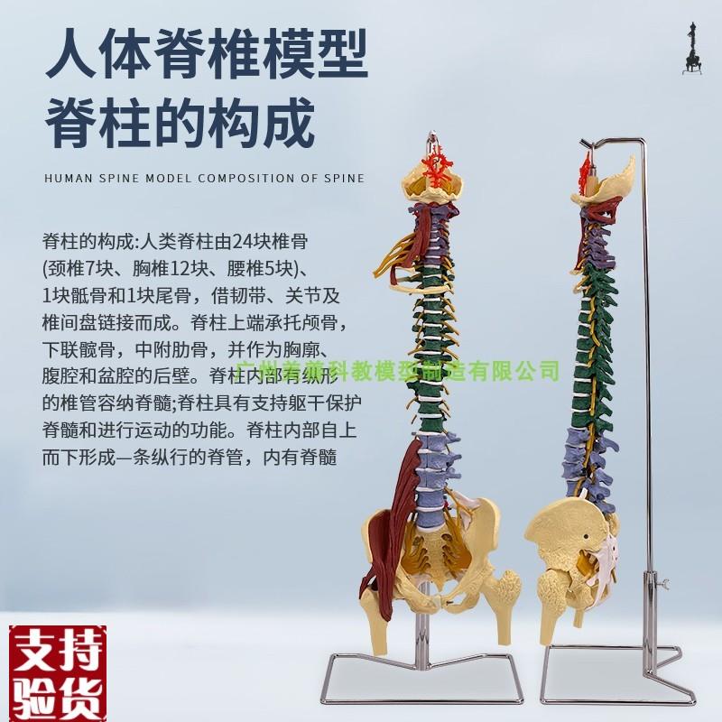 彩色80CM成人脊柱模型q附肌肉1:1比例人体脊椎带颈椎胸椎尾椎骨盆