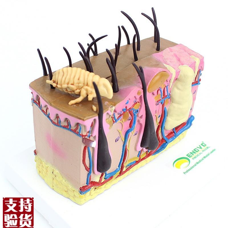 ENOVO颐诺狗皮肤模型犬跳蚤咬伤犬K皮肤宠物狗皮肤解剖模型