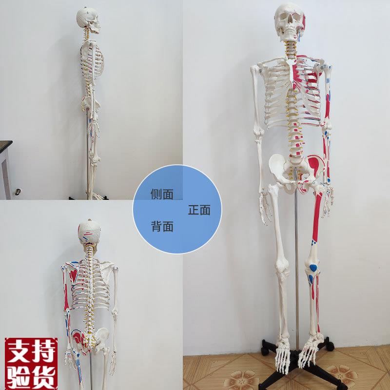 康泰人体骨骼模型176厘米高仿真骨架肌肉起止点四肢Y胸腔脊柱颅骨