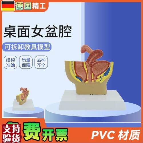 德国】女性桌面盆腔模型女性生殖系统解K剖模型输卵管膀胱阴道直