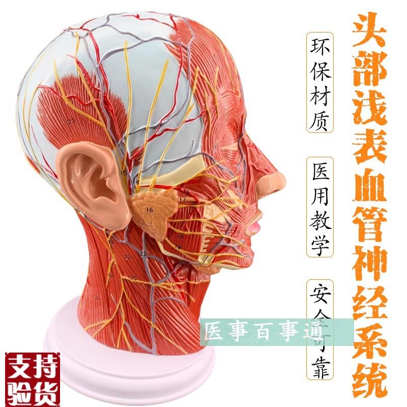 头部矢状切面模型头颅脑模型y头部解剖模型头浅表模型微整形模型