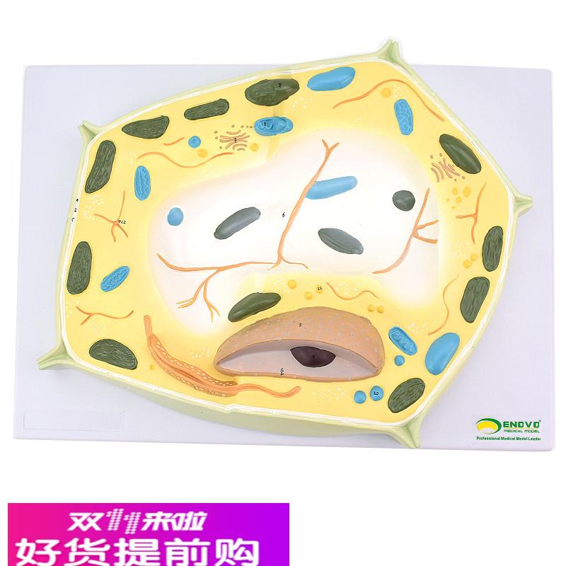 ENOVO颐诺植物细胞模型 植物学生物学林业大学教学森林植物教学教