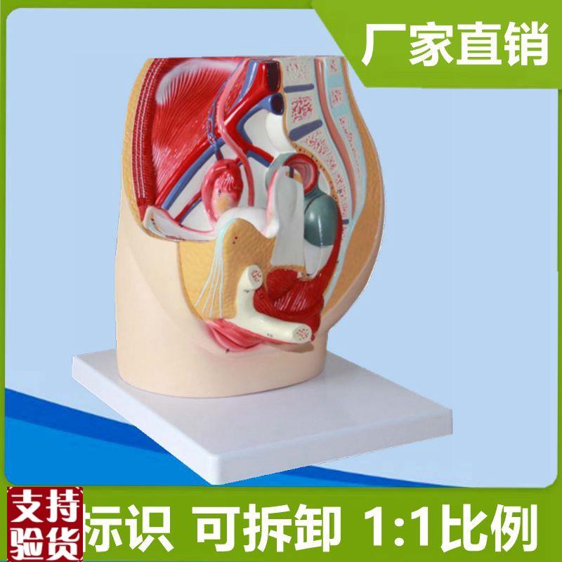 女盆腔模型腹腔解剖泌尿生殖盆底器官产康月M嫂家政医用妇产科教
