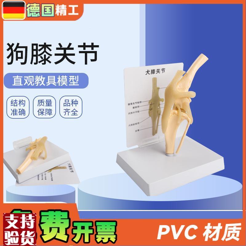 德国】犬骨骼模型仿真PVC材质狗狗膝关节弯曲Q韧带腿骨宠物医生诊