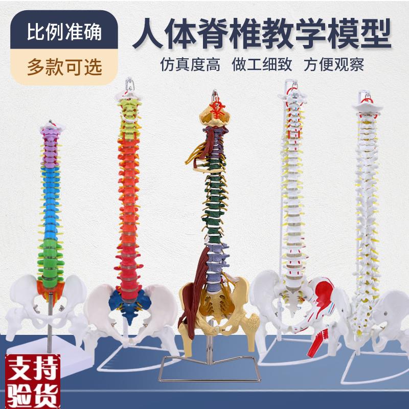 仿真人体脊柱骨骼脊椎模型成人1:1带H颈椎胸椎尾椎椎骨骨盆模型