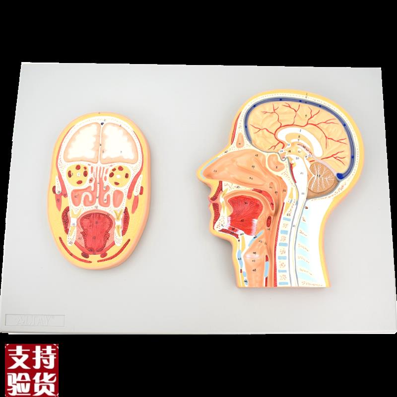 ENOVO颐f诺医学头部正中切面额切面模型正中矢状位断层标本人体断