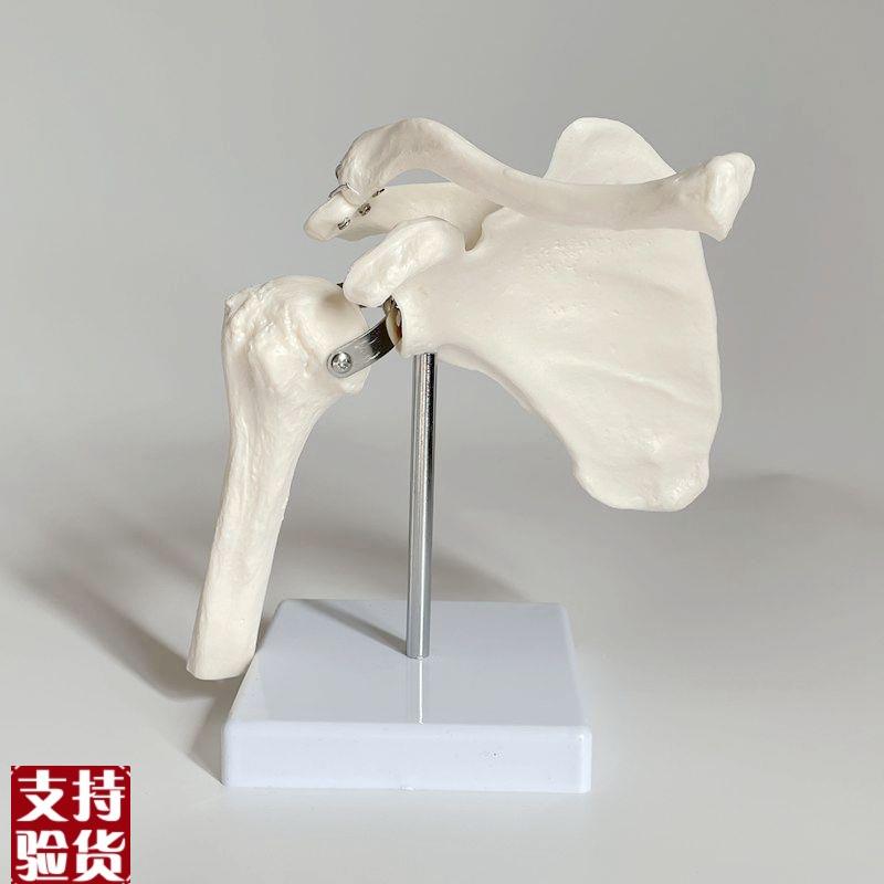康泰医学模型肩关节功能演示肩周骨骼G运动旋转肌肉起止点康复瑜