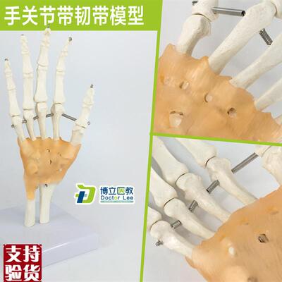 手关节模型手骨尺骨和桡y骨模型人体骨骼手掌骨骼模型