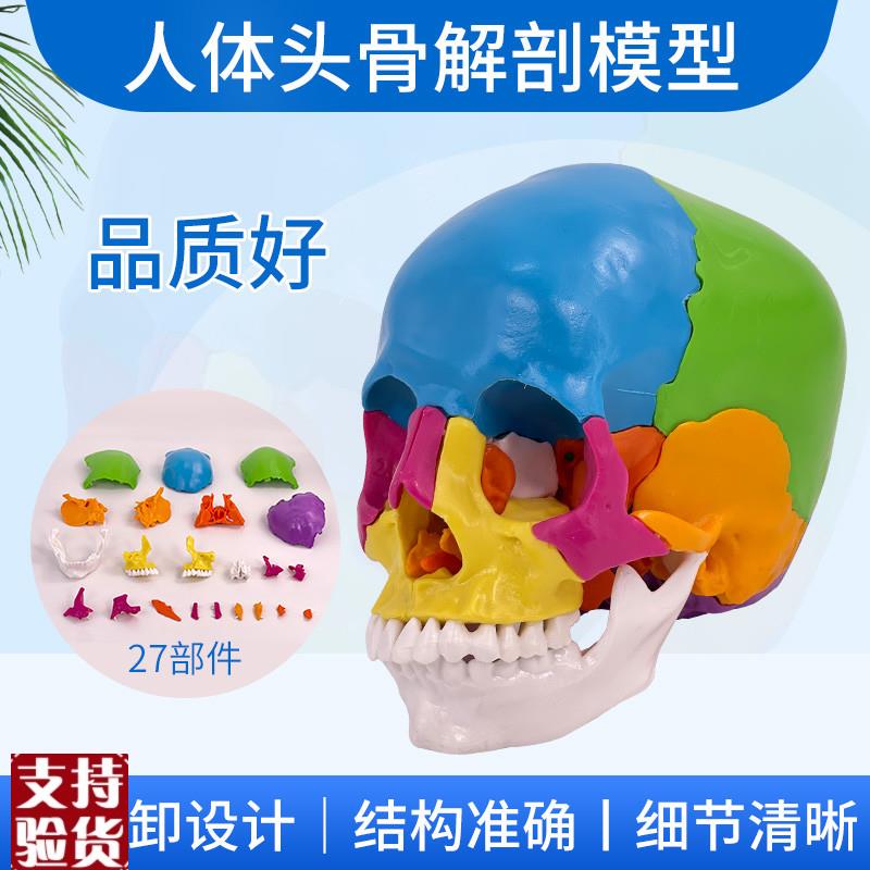 可拆分22件1比1真人大小彩色头骨模I型颅骨解剖医用美容口腔牙科