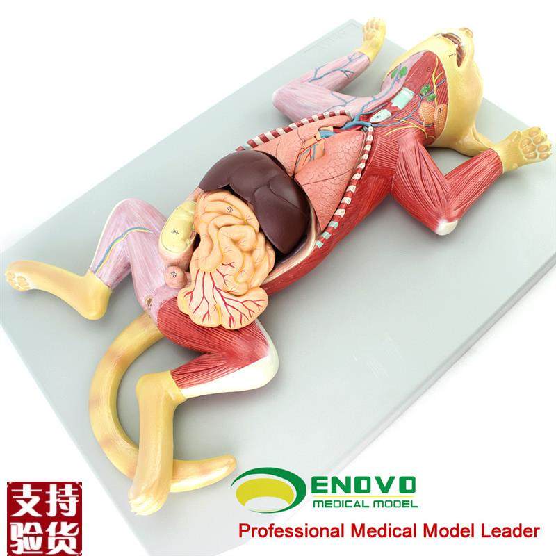 ENOVbO颐诺猫解剖模型宠物器官内脏肌肉神经猫的解剖结构生理习性,文具电教/文化用品/商务用品,教学标本/模型,淘宝优惠券,粉丝福利购,淘宝优惠卷