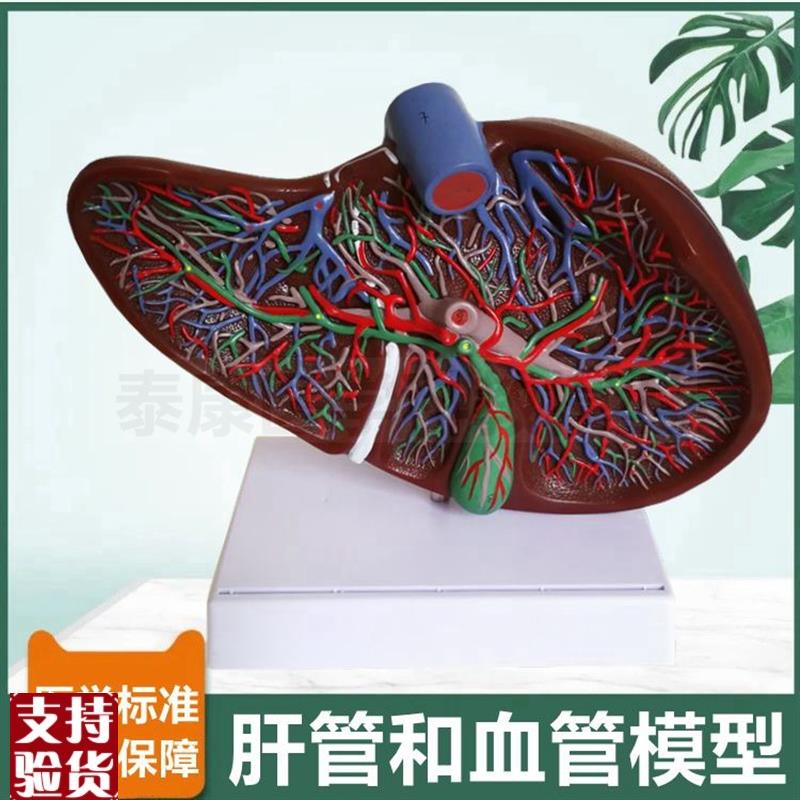 肝总管分布c模型肝脏血管胆囊管十二指肠胰腺脾脏消化系统病理肝