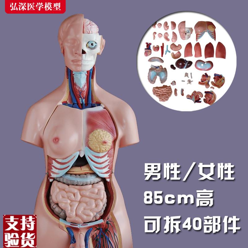 躯干模型人体内脏胸腹部器官解剖男性女I性心肝脾肺肾结构教学玩