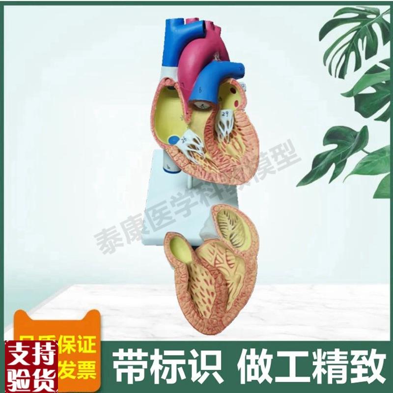 人体心脏模型可拆卸冠状动脉血z管心脏B超彩超教学临床循环三尖瓣