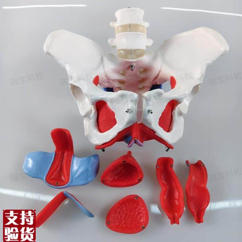 女骨盆模型盆底肌筋膜生殖泌尿器官产康培L训家政月嫂月子产后康