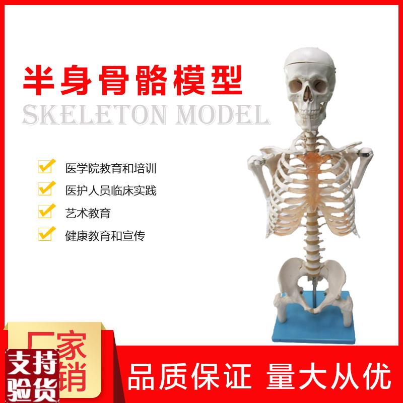 半身人体骨骼模h型骨架模型解剖学艺术教学演示医学科研骨骼模型