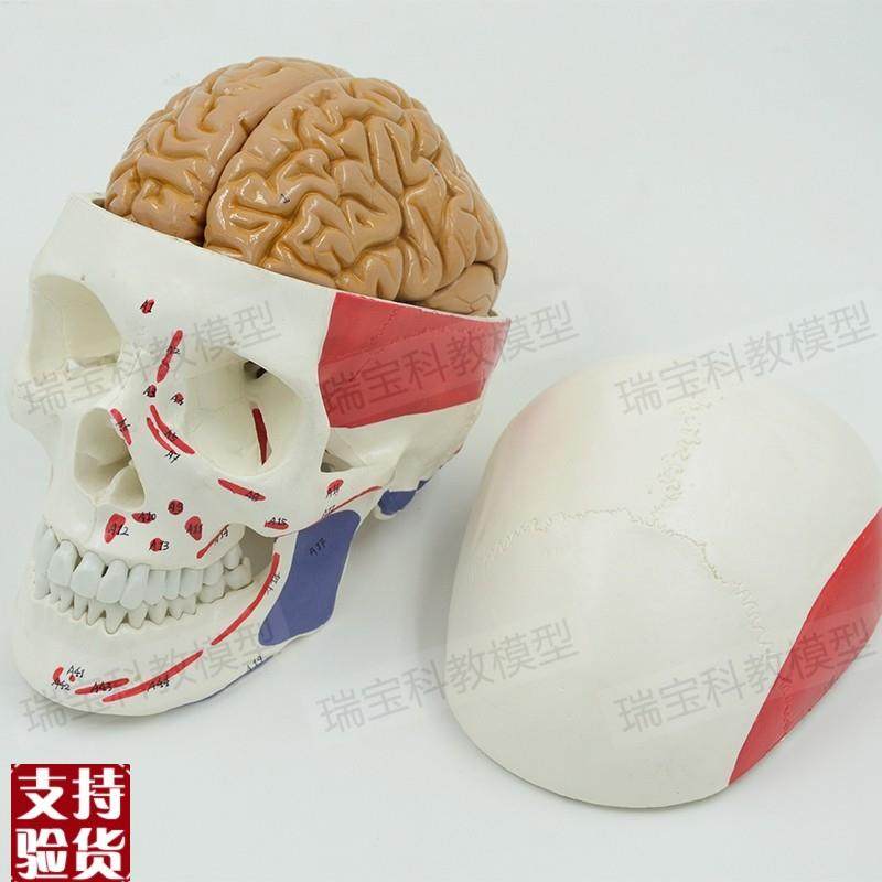 头骨模型肌肉起止点颅骨带脑解剖可拆卸I拼装仿真医用教学展示1:1