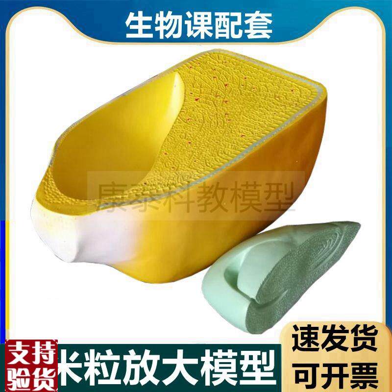 玉米籽模型植物种子农作物玉米颗粒解剖芽结构解剖X中学实验桃花