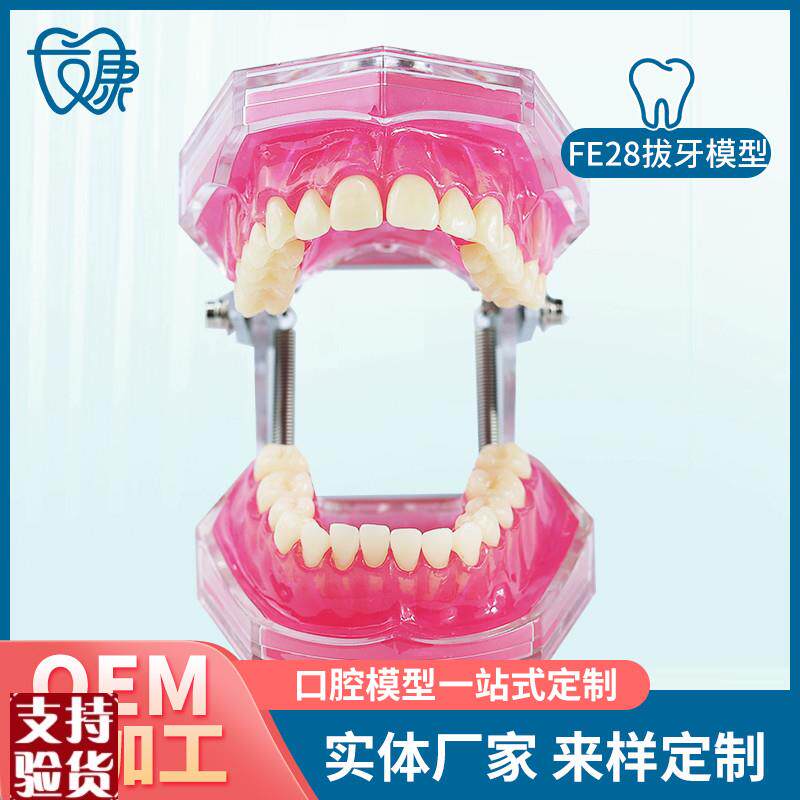 FE28拔牙模型人体牙q齿结构解剖模型口腔牙模具仿真牙科教学牙模