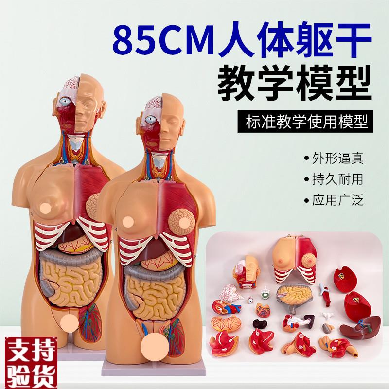 85CM两性躯干解刨模型可拆卸A40件男女性躯干及内脏器官拆卸模型