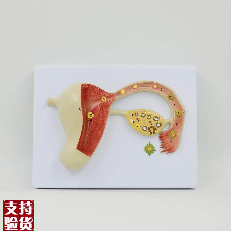 精卵结合过程受精卵生殖卵泡精子妊娠胚胎发育过程妇幼.产科教具