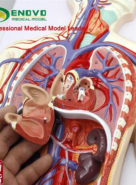 ENOVO颐诺人体血液循s环系统模型体循环肺循环双循环心血管介入心
