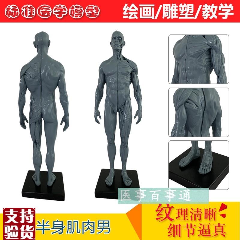 树脂骷髅头绘画半身n像人头骨艺用人体肌肉骨骼解剖结构模型灰色