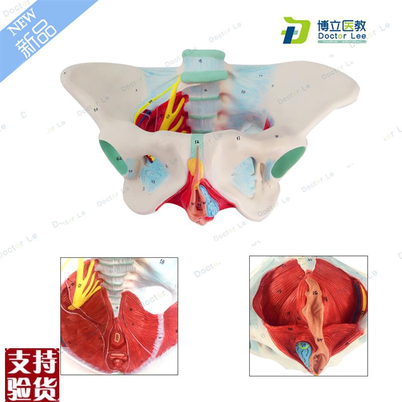 女性盆底肌模型子宫模型女性分娩C骨盆模型教学助产医用骨盆模型