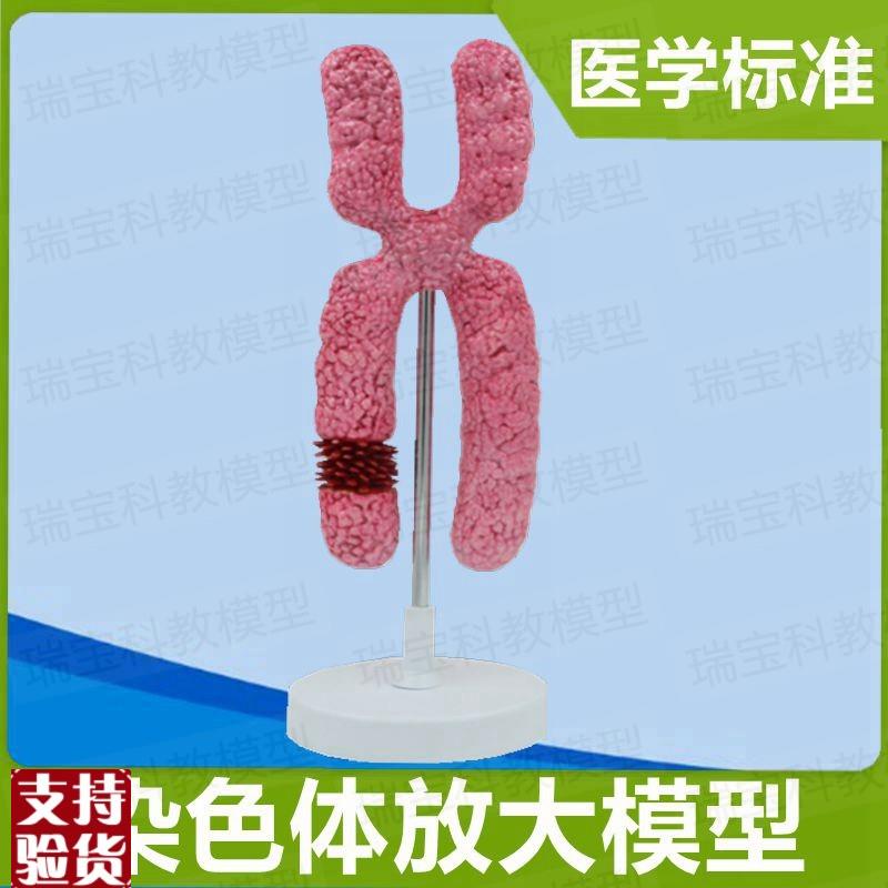 染色体模a型染色质模型23对染色体性染色体常染色体生殖医学
