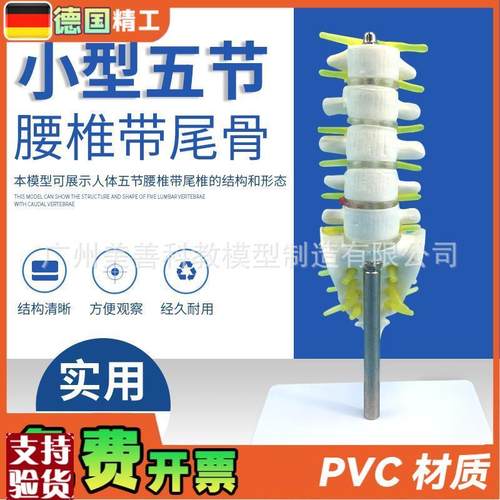 小型腰椎带尾椎骨模型5节带腰C椎间盘的腰椎骶骨尾骨和脊椎