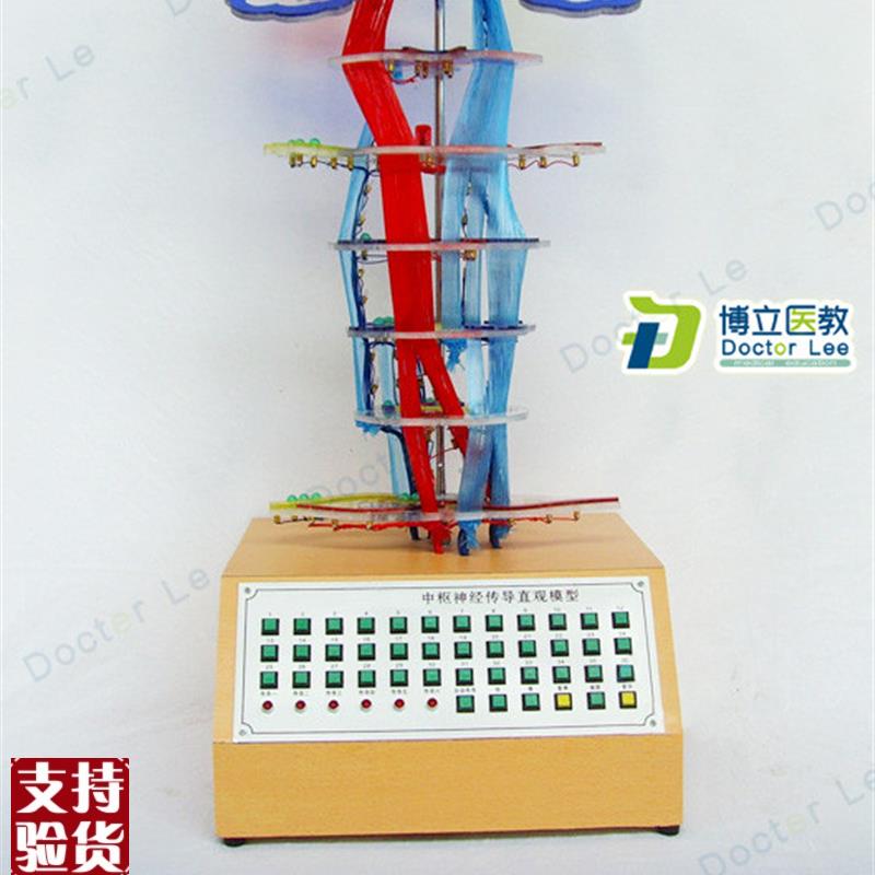 教学中枢传导电动模型神经系统模型神经传导中V枢神经系统模型
