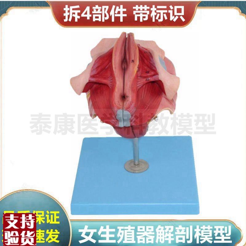 女性生殖器解剖模型可拆卸带标识妇科医患沟通泌尿盆W底肌肛周肌