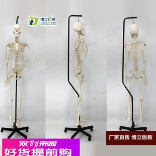 人體骨骼 1比1真人仿真大小骨架模型 醫(yī)用推拿針灸