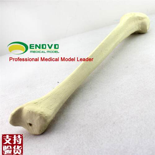 骨科术前Sawbone人工v合成骨模型胫骨骨科植入仿真松质骨皮质骨