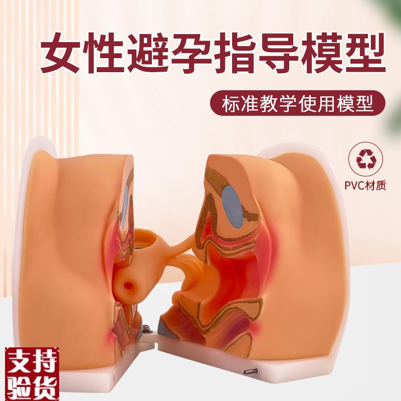 女性生殖器模型宫颈子宫外v阴道卵巢妇科检查避孕教学训练1比1