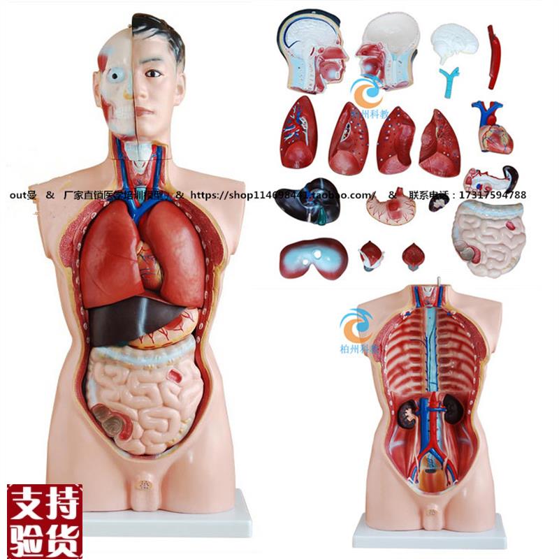 厂家直销正品男性人体半身躯干模型(85cm/1Z9件)包邮