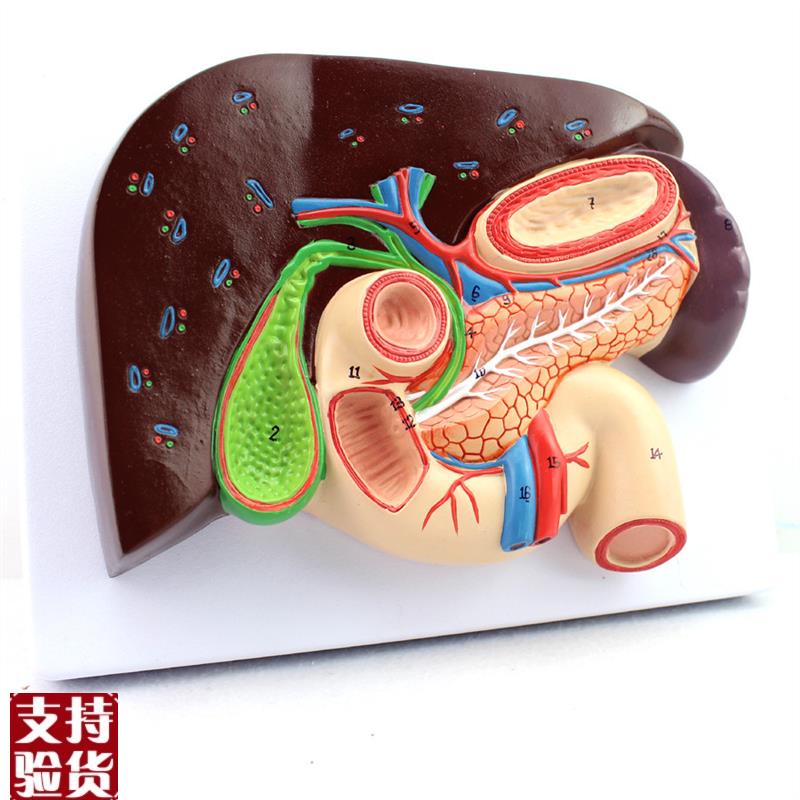 ENOVOd颐诺人体肝胆胰十二指肠胃结构模型肝胆脾胰解剖切面模型消