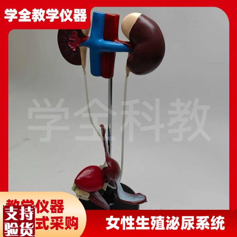 女性泌尿生殖系统模m型肾脏解剖模具膀胱输尿管结构生物实验室教