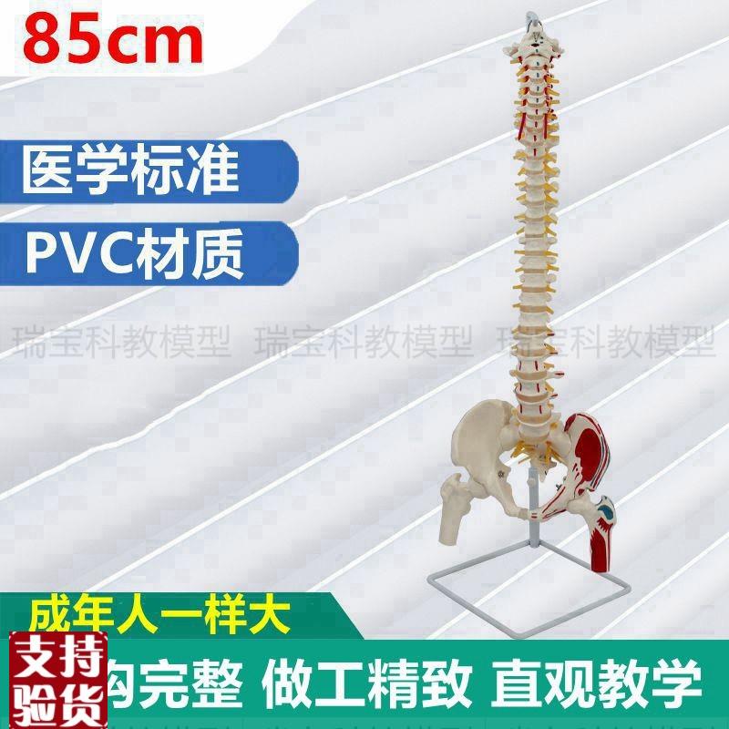 85厘米脊柱模型仿真1:1比例彩色分段肌K肉起止点瑜伽康复功能中医